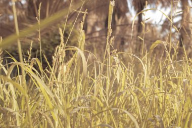 Çiftlikteki yabani otların ve otların kızılötesi görüntüsü.