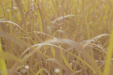 Çiftlikteki yabani otların ve otların kızılötesi görüntüsü.
