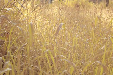 Çiftlikteki yabani otların ve otların kızılötesi görüntüsü.