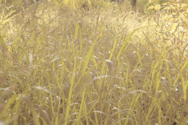Çiftlikteki yabani otların ve otların kızılötesi görüntüsü.