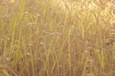 Çiftlikteki yabani otların ve otların kızılötesi görüntüsü.