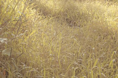 Çiftlikteki yabani otların ve otların kızılötesi görüntüsü.