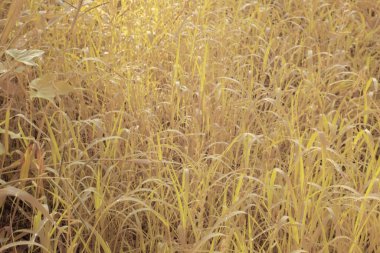 Çiftlikteki yabani otların ve otların kızılötesi görüntüsü.