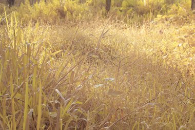 Çiftlikteki yabani otların ve otların kızılötesi görüntüsü.