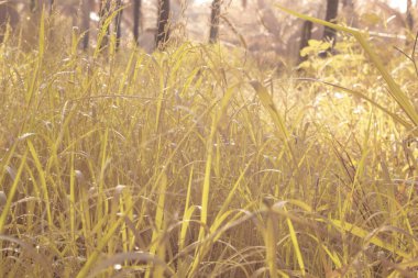 Çiftlikteki yabani otların ve otların kızılötesi görüntüsü.