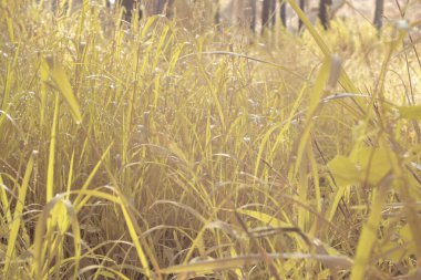 Çiftlikteki yabani otların ve otların kızılötesi görüntüsü.
