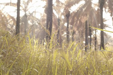Çiftlikteki yabani otların ve otların kızılötesi görüntüsü.