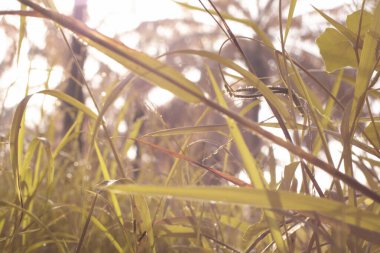 Çiftlikteki yabani otların ve otların kızılötesi görüntüsü.