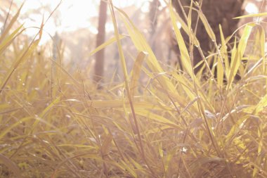 Çiftlikteki yabani otların ve otların kızılötesi görüntüsü.