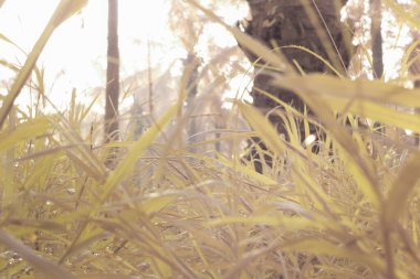 Çiftlikteki yabani otların ve otların kızılötesi görüntüsü.