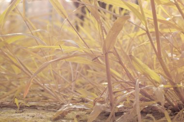 Çiftlikteki yabani otların ve otların kızılötesi görüntüsü.