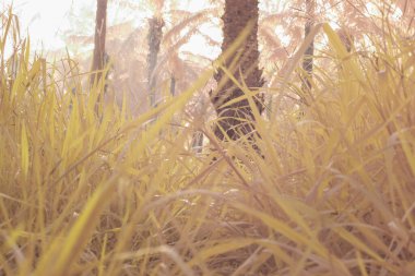 Çiftlikteki yabani otların ve otların kızılötesi görüntüsü.