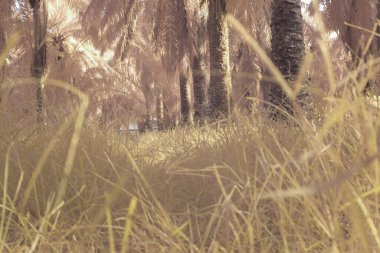 Çiftlikteki yabani otların ve otların kızılötesi görüntüsü.