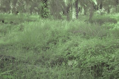 Çiftlikteki yabani otların ve otların kızılötesi görüntüsü.