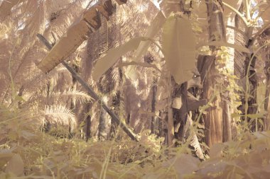 Çiftlikteki yabani otların ve otların kızılötesi görüntüsü.