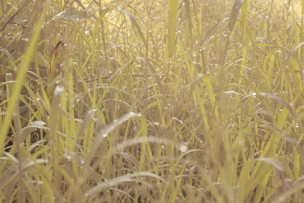 Çiftlikteki yabani otların ve otların kızılötesi görüntüsü.