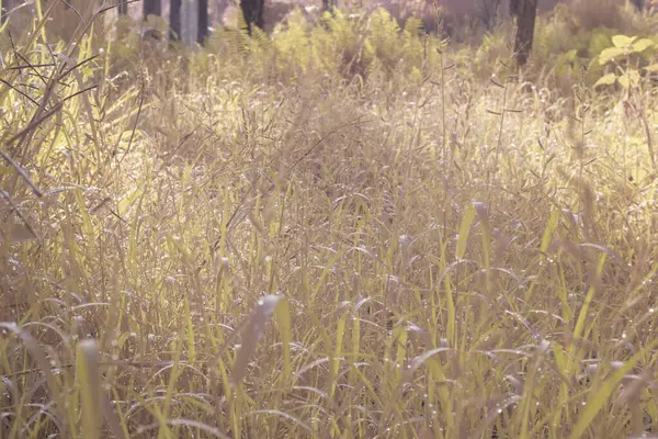 stock image infrared image of the wild thick bushes grasses and weeds at the plantation