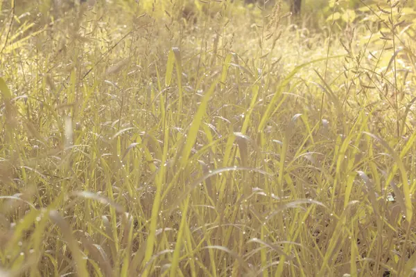 Çiftlikteki yabani otların ve otların kızılötesi görüntüsü.