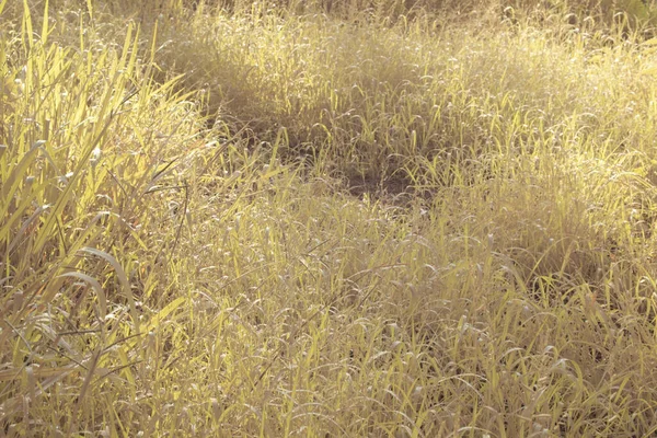 Çiftlikteki yabani otların ve otların kızılötesi görüntüsü.