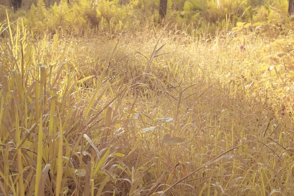 Çiftlikteki yabani otların ve otların kızılötesi görüntüsü.
