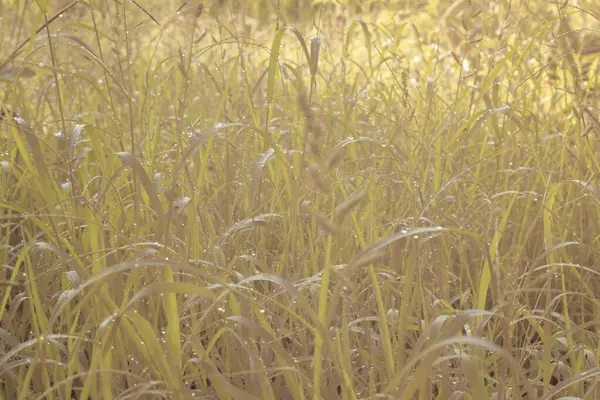 Çiftlikteki yabani otların ve otların kızılötesi görüntüsü.
