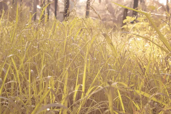 Çiftlikteki yabani otların ve otların kızılötesi görüntüsü.