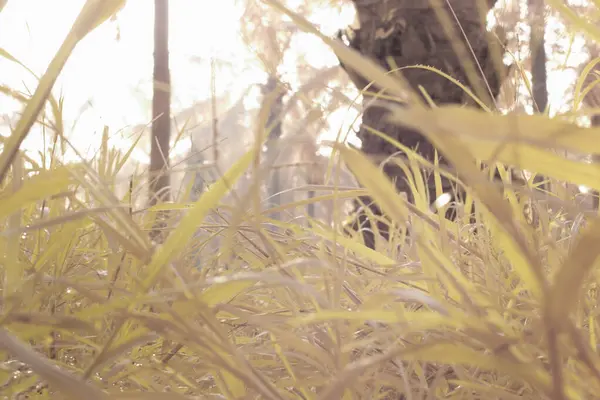 Çiftlikteki yabani otların ve otların kızılötesi görüntüsü.