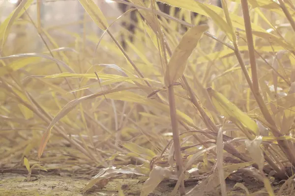 Çiftlikteki yabani otların ve otların kızılötesi görüntüsü.