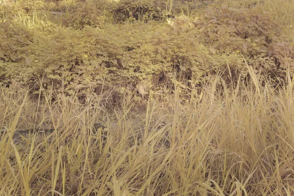 Çiftlikteki yabani otların ve otların kızılötesi görüntüsü.