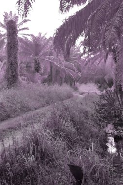 Çiftlik yolu boyunca bir drenaj akışının kızılötesi görüntüsü.