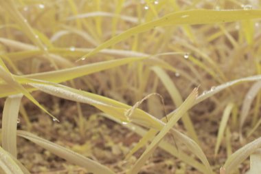 Parktaki uzun otların kızılötesi görüntüsü..