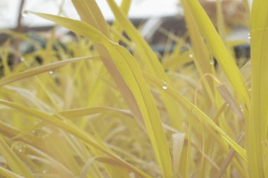 Parktaki uzun otların kızılötesi görüntüsü..