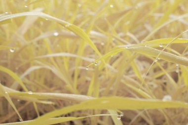 Parktaki uzun otların kızılötesi görüntüsü..