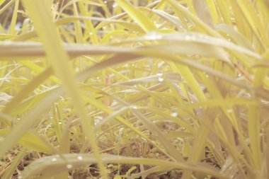 Parktaki uzun otların kızılötesi görüntüsü..