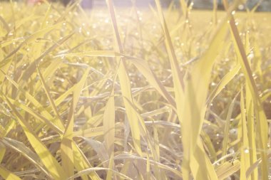 Parktaki uzun otların kızılötesi görüntüsü..