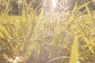 Parktaki uzun otların kızılötesi görüntüsü..