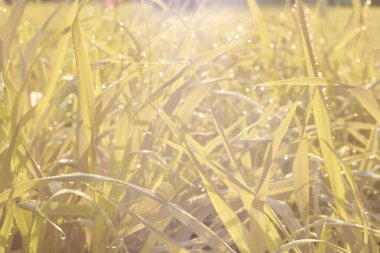 Parktaki uzun otların kızılötesi görüntüsü..