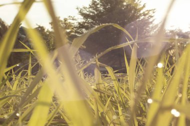 Parktaki uzun otların kızılötesi görüntüsü..
