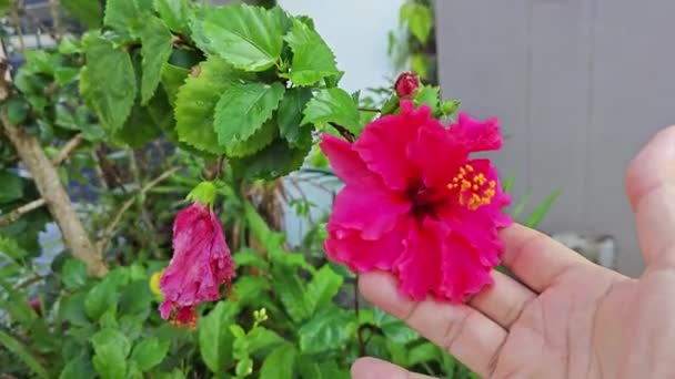 Hibiscus Mutabilis Дерево Красными Лепестками Цветка — стоковое видео