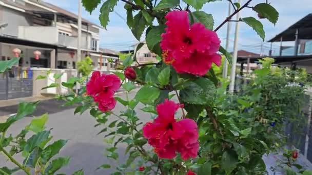 赤い花びらが付いているハイビスカスの可変性木 — ストック動画