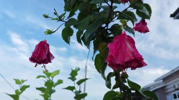 赤い花びらが付いているハイビスカスの可変性木 — ストック動画