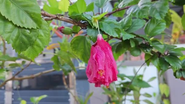 Гібіскус Маніпулятивне Дерево Червоними Пелюстками Квітка — стокове відео