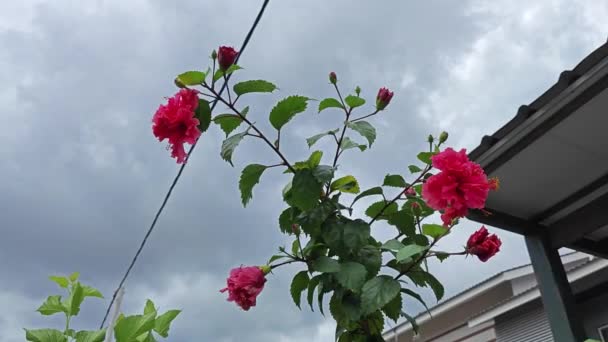 Hibiscus Mutabilis Baum Mit Roten Blütenblättern — Stockvideo