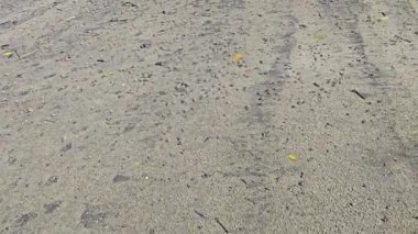 Sahilde bir sürü küçük kum baloncuk yengeci var.
