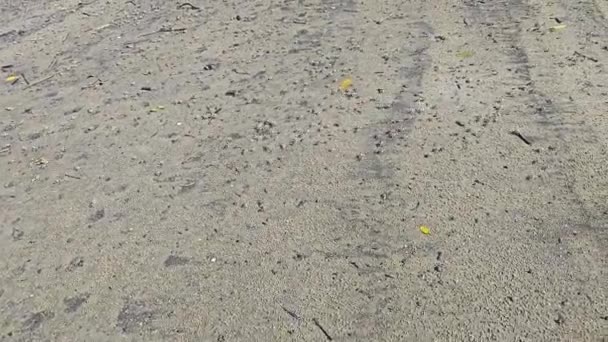 Sacco Piccoli Granchi Spumeggianti Sabbia Sulla Spiaggia — Video Stock