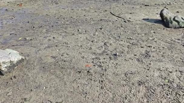 Lots Tiny Sand Bubbler Crabs Beach — Stock Video