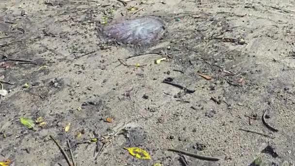 Lots Tiny Sand Bubbler Crabs Beach — Stock Video