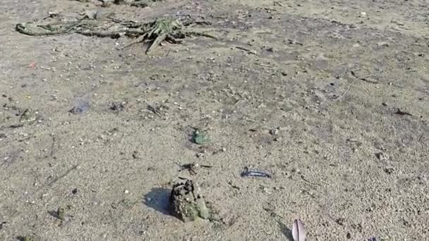 Montes Minúsculos Caranguejos Areia Praia — Vídeo de Stock