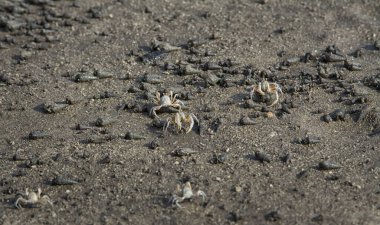 Kumsalda küçük kum baloncukları..