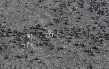 Kumsalda küçük kum baloncukları..
